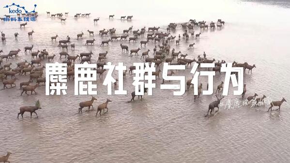 视频缩略图