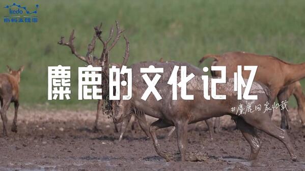 视频缩略图