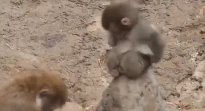 母猴为punch梳理毛发