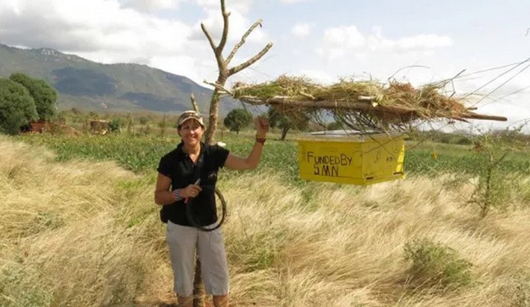 露西金博士和蜂箱防线