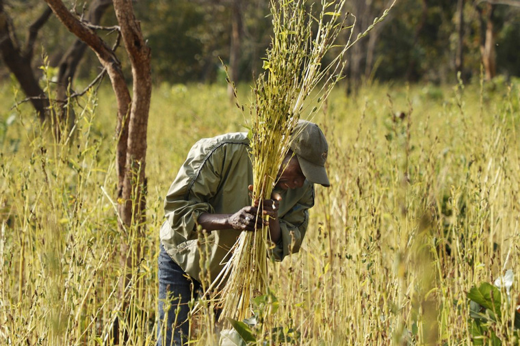肯尼亚农民尝试种植芝麻