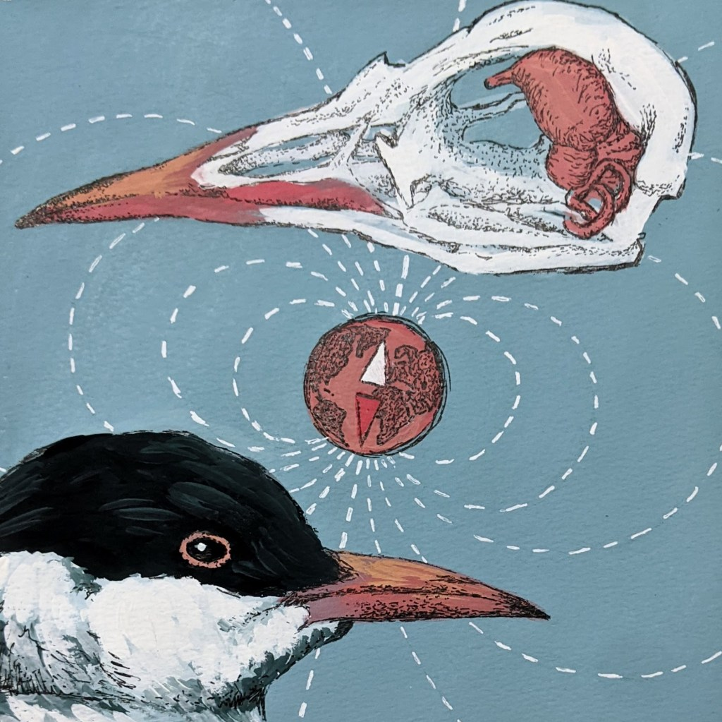 候鸟依赖地球磁场辨别迁徙方向