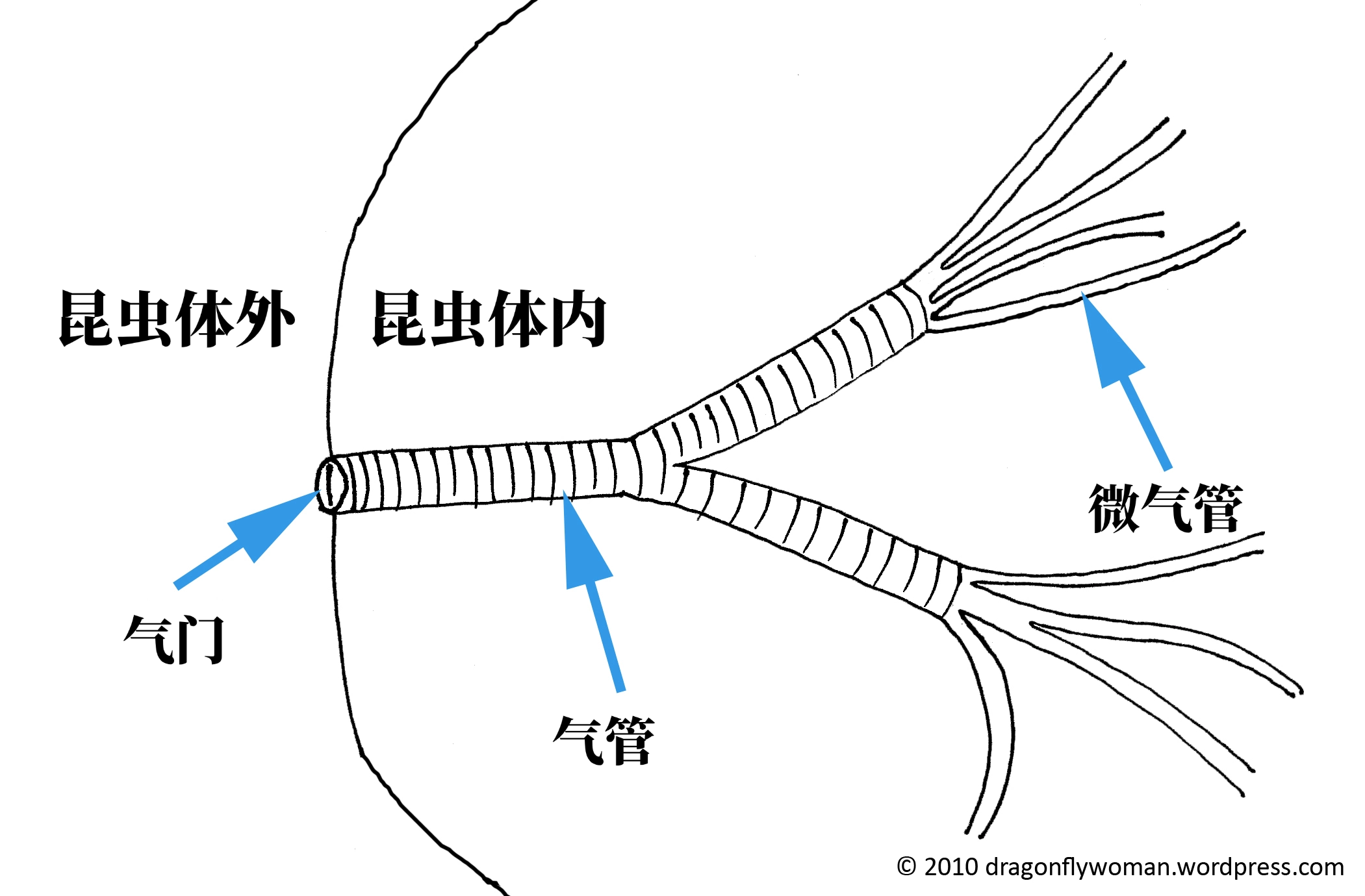 昆虫气管系统的简单示意图