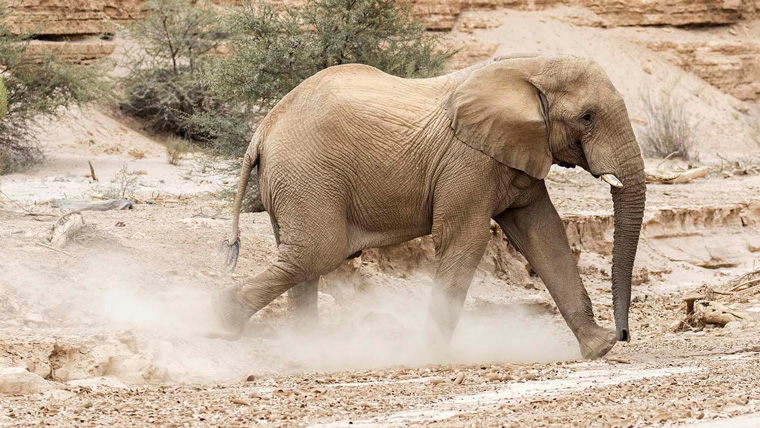 大象正逃离蜜蜂的攻击