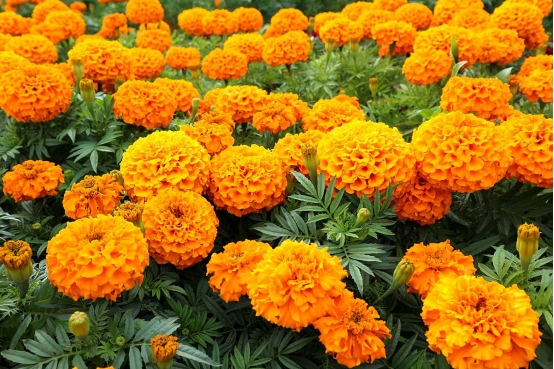 万寿菊会向“邻居”植物“投毒”