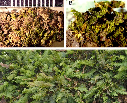 (A、B)在人类遗骸下方土壤中发现的苔藓证据(C)典型的鳞叶凤尾藓(Fissidens taxifolius),用于对比