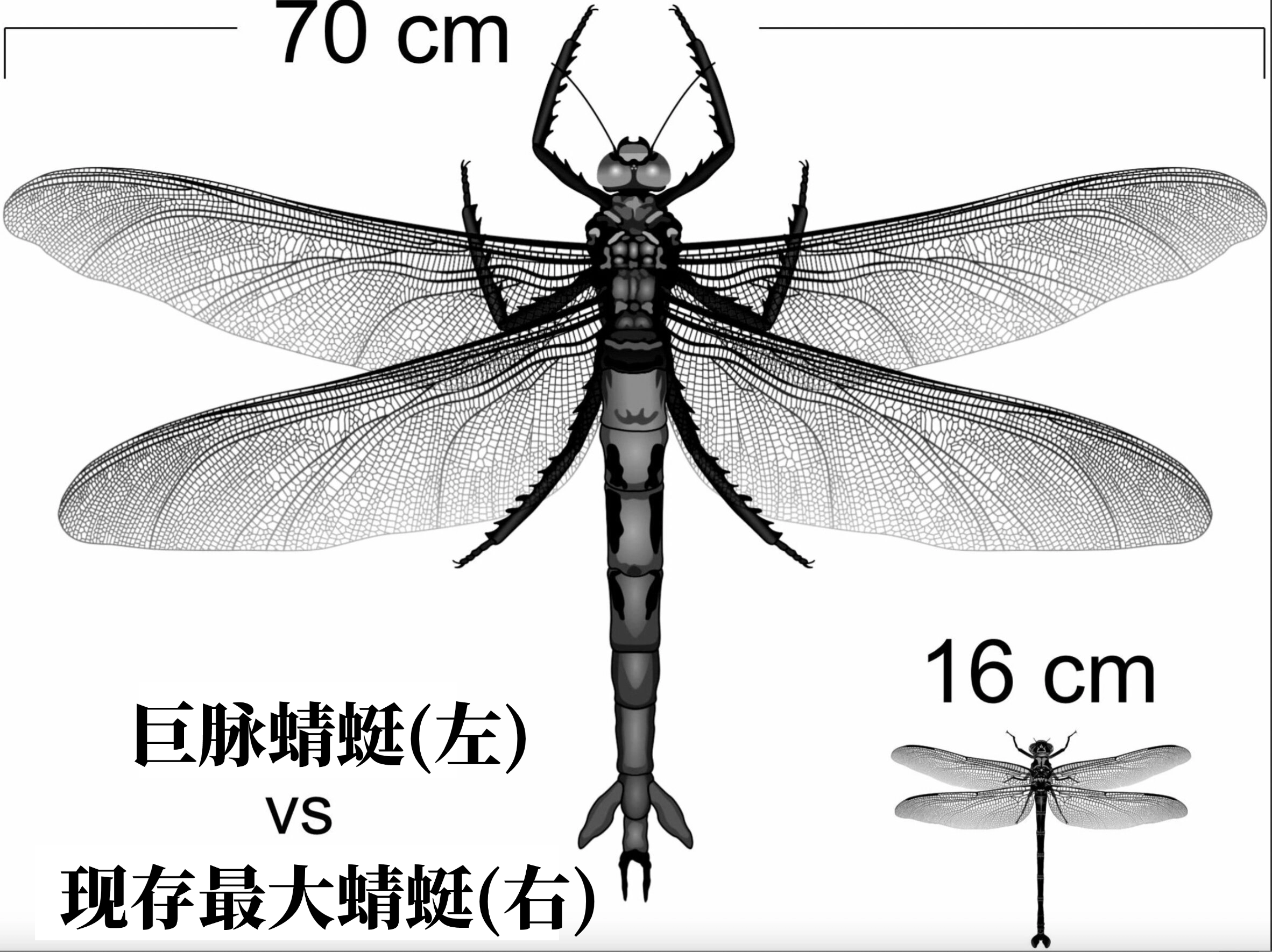 已灭绝的巨脉蜻蜓,与现存体型最大的蜻蜓之一<i>Petalura ingentissima</i> 的体型对比