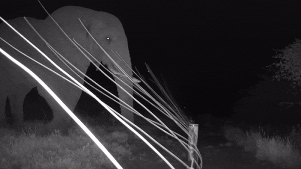 大象尝试闯过围栏