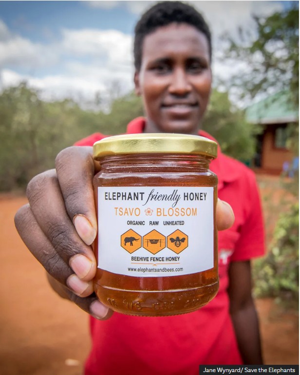 从蜂箱围栏收获的蜂蜜