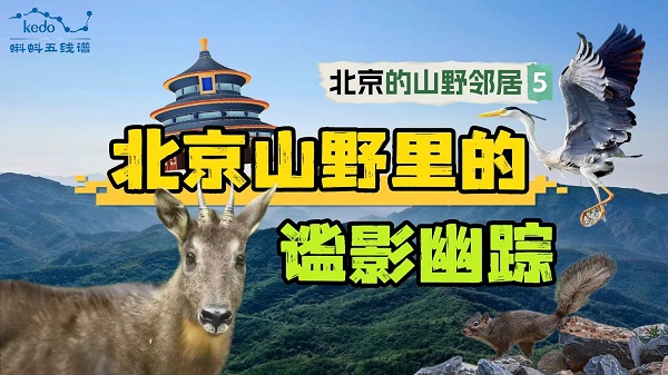 视频缩略图