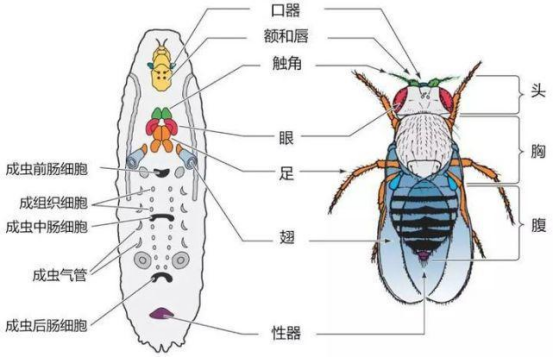 成虫器官对应的成虫盘