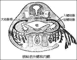 蝌蚪鳃呼吸示意