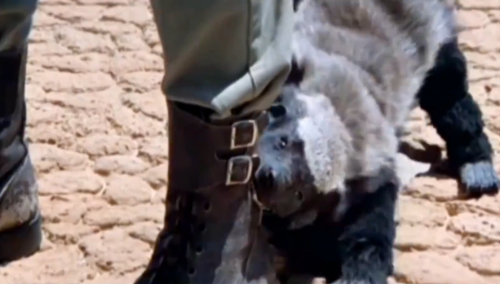 报复鞋子的蜜獾