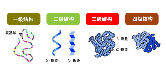 蛋白质结构的四个层次