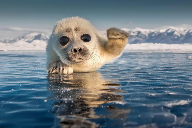 贝加尔湖海豹