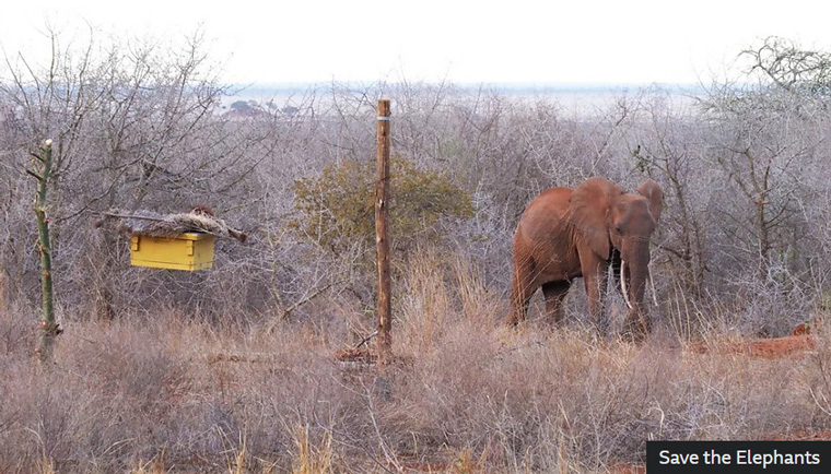 蜂箱防线阻碍了大象入侵