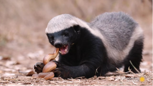 蜜獾正在吃假盾蛇
