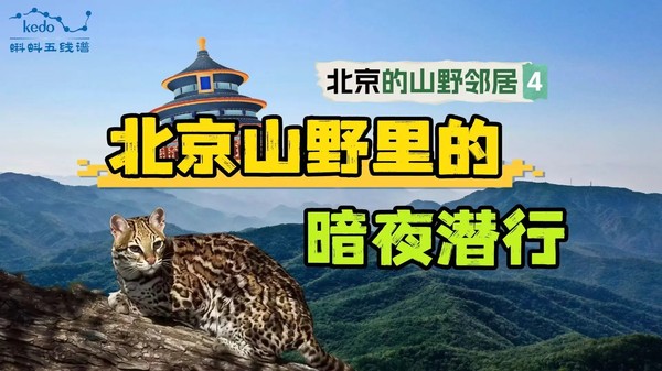 视频缩略图