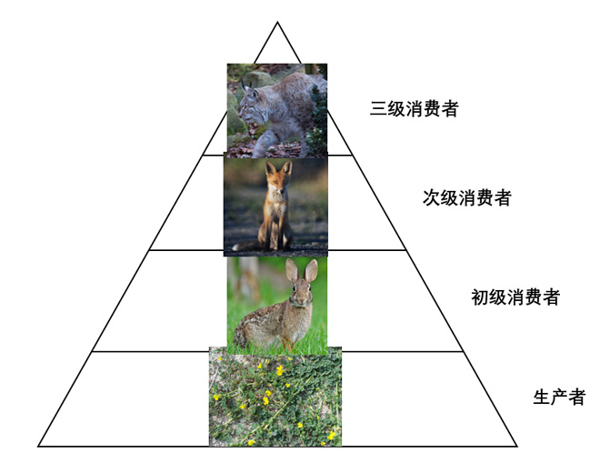 兔子的食物苜蓿属于生产者。动物城中的角色：兔、狐和猞猁分别属于初级消费者、次级消费者和三级消费者。