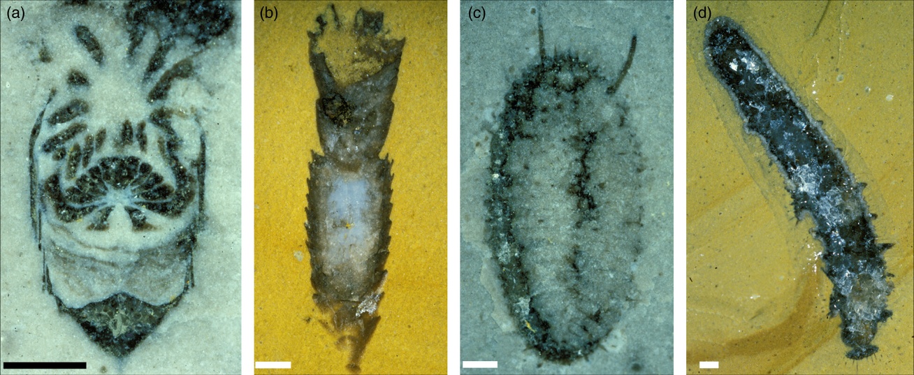 赫里福德郡的化石样本