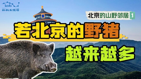 视频缩略图
