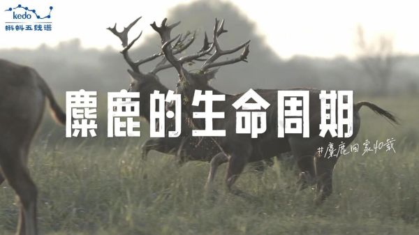 视频缩略图
