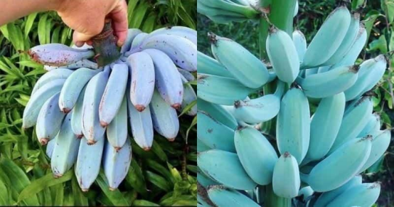 蓝色爪哇香蕉(Blue Java Banana)常被称为“冰淇淋香蕉”,带有香草、蜂蜜的芳香,口感细腻丝滑,被誉为“香蕉界的哈根达斯”。