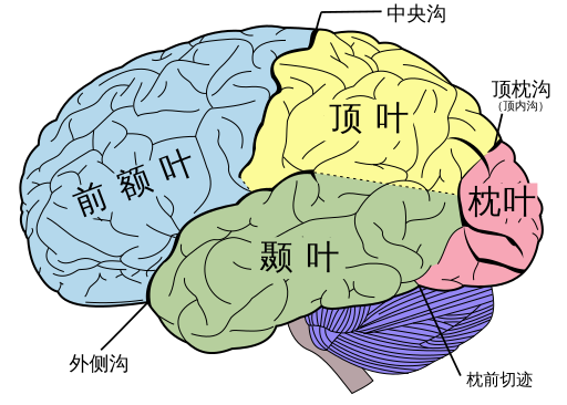 跨模态可塑性可以重新组织四个主要脑叶之间的连接,以应对感觉丧失。