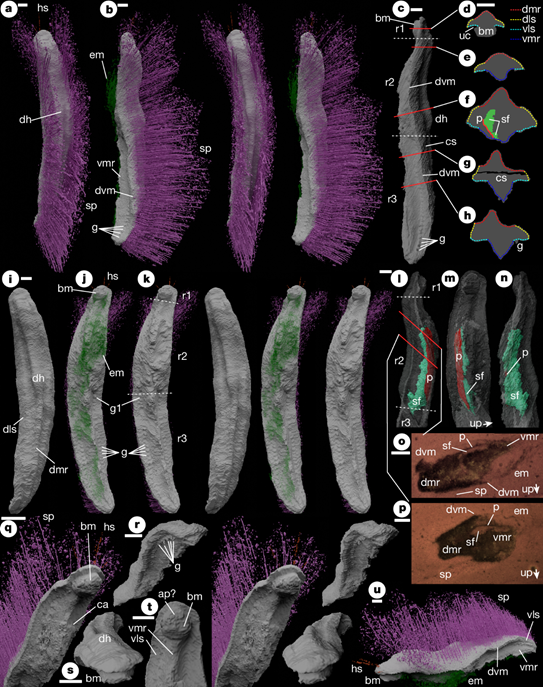计算机重建的“虚拟化石”