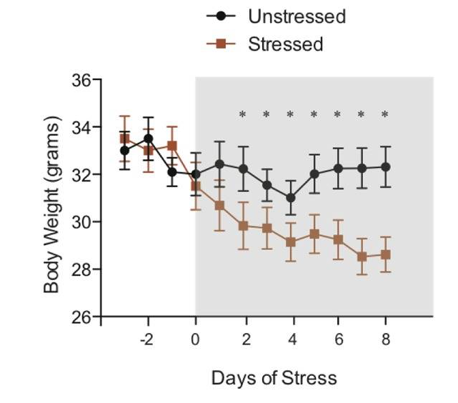 科学家通过持续的“慢性束缚”造成小鼠体重显著下降,证明成功让它们“抑郁”了