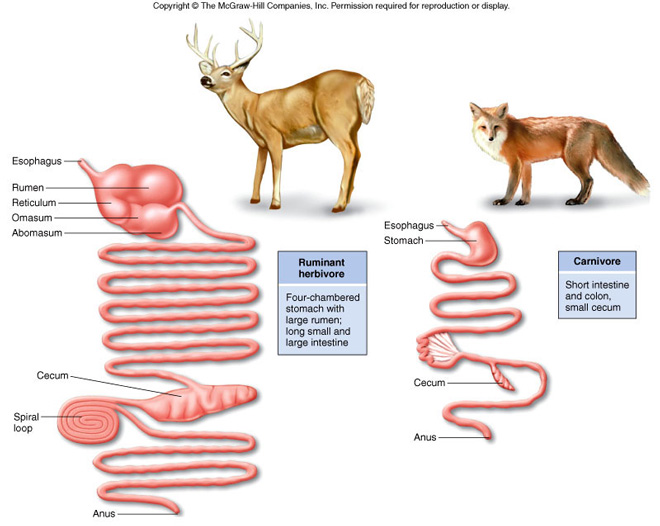 植食性动物的复杂消化道与肉食性动物的精简消化道