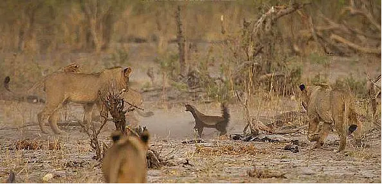 独自面对狮群的蜜獾