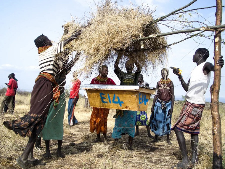 农民在肯尼亚恩加雷马拉建造蜂箱围栏