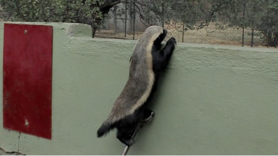 蜜獾尝试利用铁锹翻越围墙