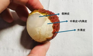 荔枝的结构