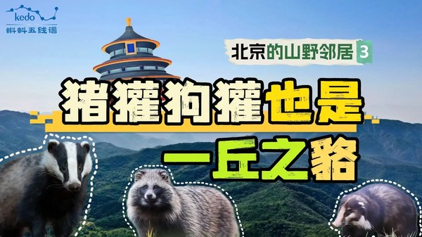 视频缩略图