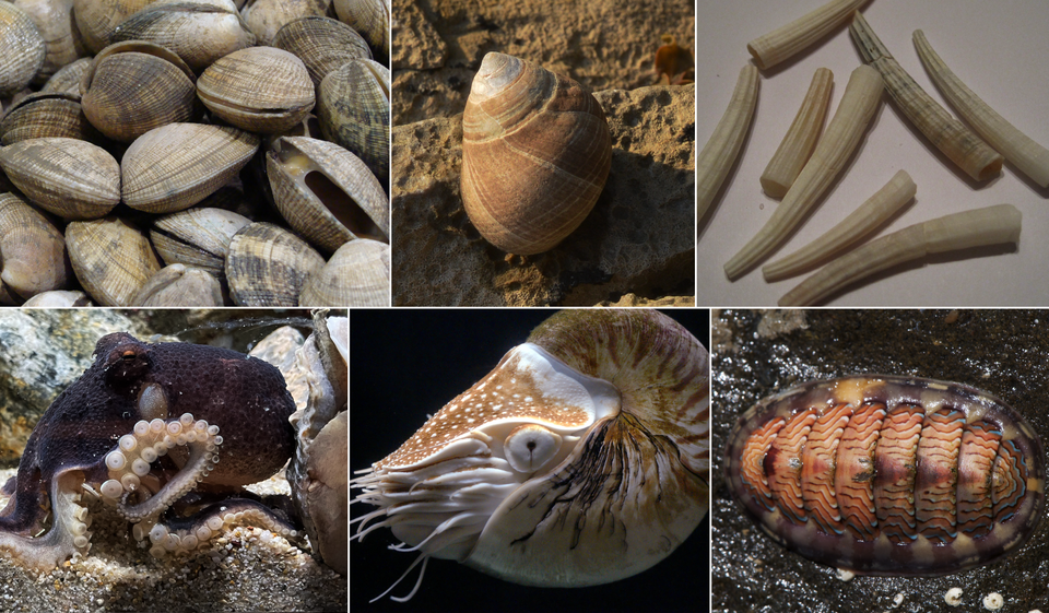 各种软体动物